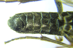 Dolerus gilvipes