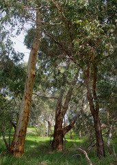 Eucalyptus rudis