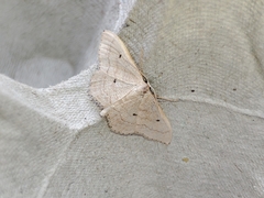 Idaea consanguiberica