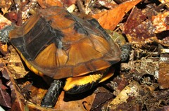 Platemys platycephala