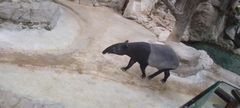 Tapirus indicus