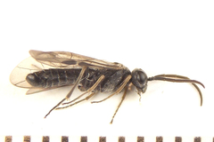 Dolerus gilvipes