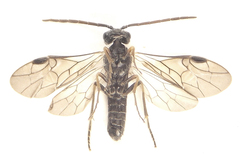 Dolerus gilvipes