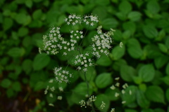 Changium smyrnioides
