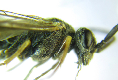 Dolerus gilvipes
