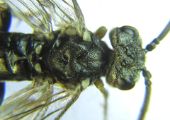 Dolerus gilvipes