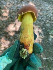 Boletus miniatopallescens