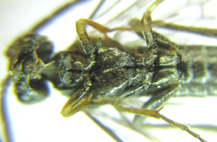 Dolerus gilvipes