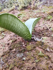 Haemanthus coccineus