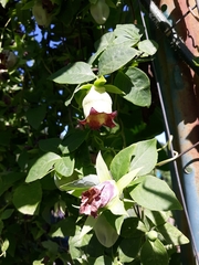 Codonopsis lanceolata