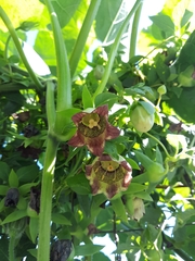 Codonopsis lanceolata