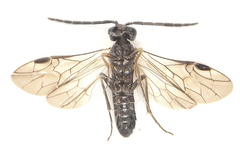 Dolerus gilvipes