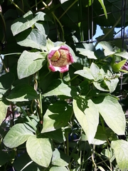 Codonopsis lanceolata