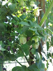 Codonopsis lanceolata