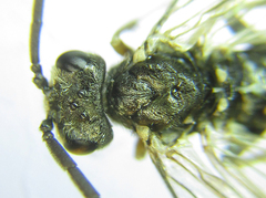 Dolerus gilvipes