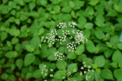 Changium smyrnioides