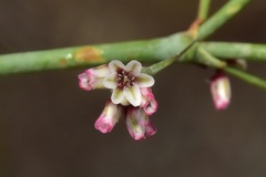 Eriogonum esmeraldense esmeraldense
