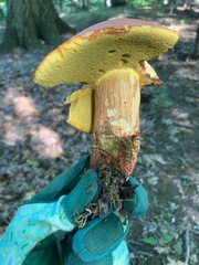 Boletus miniatopallescens