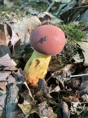 Boletus miniatopallescens