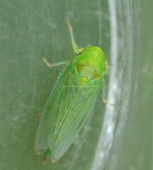 Macropsis albae