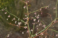 Eriogonum esmeraldense esmeraldense