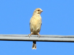 Crithagra atrogularis deserti