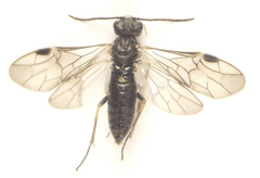 Dolerus gilvipes