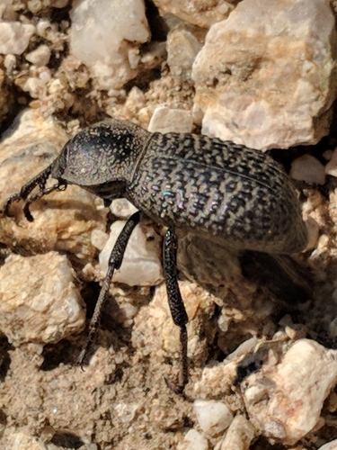 Black Death-feigning Beetle