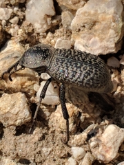 Cryptoglossa variolosa