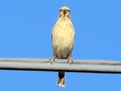 Crithagra atrogularis deserti