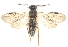 Dolerus gilvipes