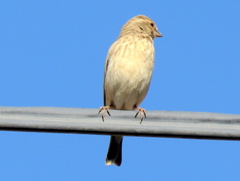 Crithagra atrogularis deserti