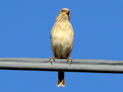 Crithagra atrogularis deserti