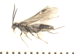 Dolerus gilvipes