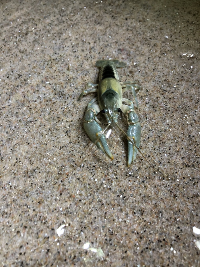 northern clearwater crayfish