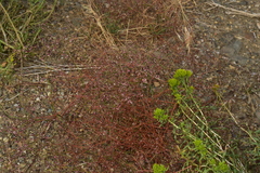Eriogonum esmeraldense esmeraldense