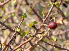 Commiphora capensis