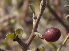 Commiphora capensis
