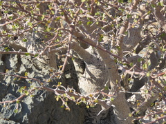 Commiphora capensis