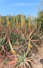 Aloe spicata