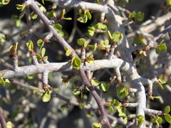 Commiphora capensis