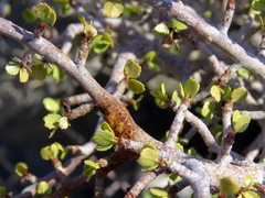 Commiphora capensis