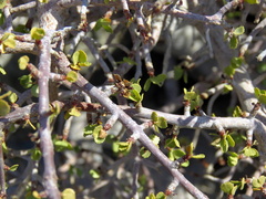 Commiphora capensis