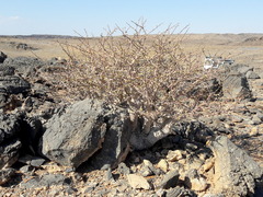 Commiphora capensis