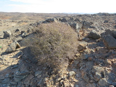 Commiphora capensis