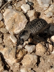 Cryptoglossa variolosa