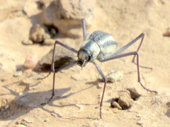 Stenocara gracilipes