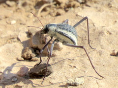 Stenocara gracilipes