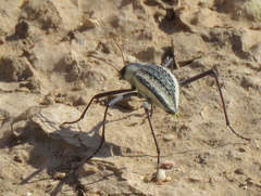 Stenocara gracilipes