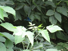 Calopteryx splendens